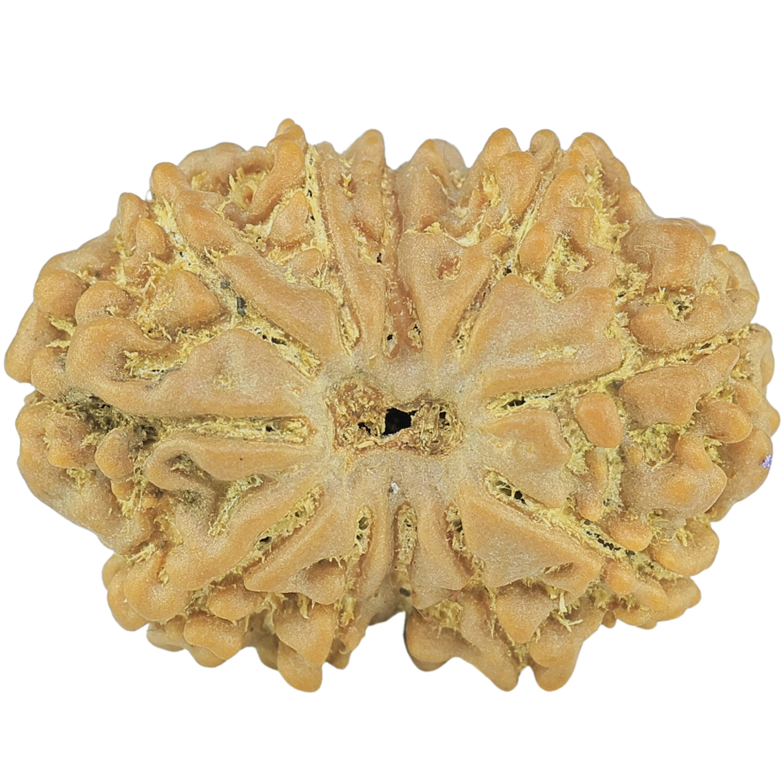 11 Mukhi Rudraksha 25.4mm 3.86gm - Rudraksha