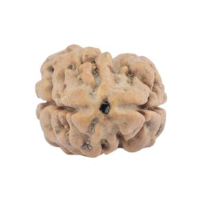 2 Mukhi Rudraksha 22.4mm 1.89gm - Rudraksha