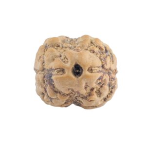 2 Mukhi Rudraksha 19.4mm 1.46gm - Rudraksha