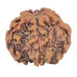 1MK(Underdeveloped) 22.8mm 4gm - Origin: Nepal - Rudraksha