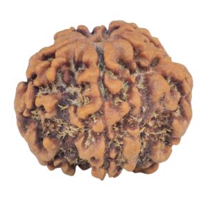 1MK(Underdeveloped) 22.8mm 4gm - Origin: Nepal - Rudraksha