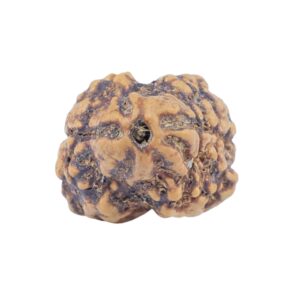 2 Mukhi Rudraksha 22.6mm 1.77gm - Rudraksha