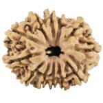 12 Mukhi Rudraksha 25.1mm 3.67gm - Rudraksha