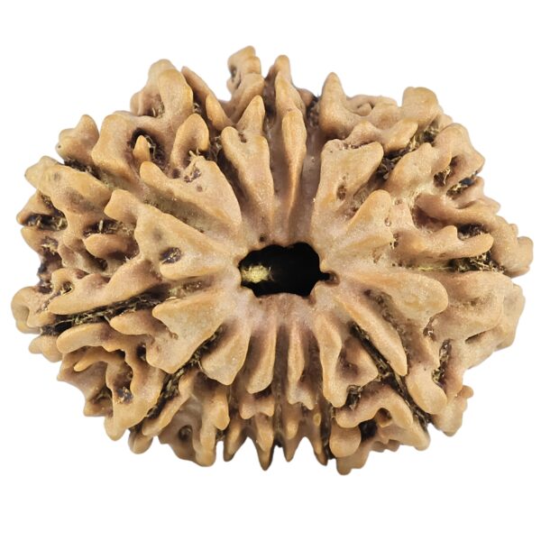 12 Mukhi Rudraksha 25.1mm 3.67gm - Rudraksha