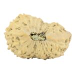 22 Mukhi Rudraksha 23.8mm 2.07gm - Rudraksha