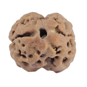 2 Mukhi Rudraksha 20.1mm 2.3gm - Rudraksha