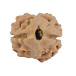 2 Mukhi Rudraksha 14.4mm 0.83gm - Rudraksha