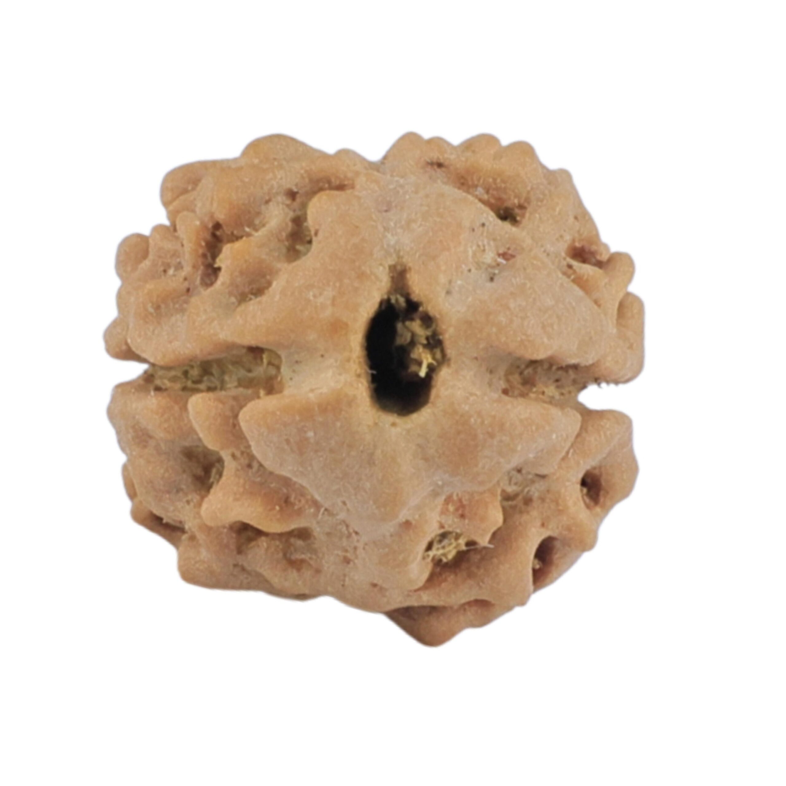2 Mukhi Rudraksha 14.4mm 0.83gm - Rudraksha