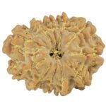 11 Mukhi Rudraksha 23.6mm 3.12gm - Rudraksha
