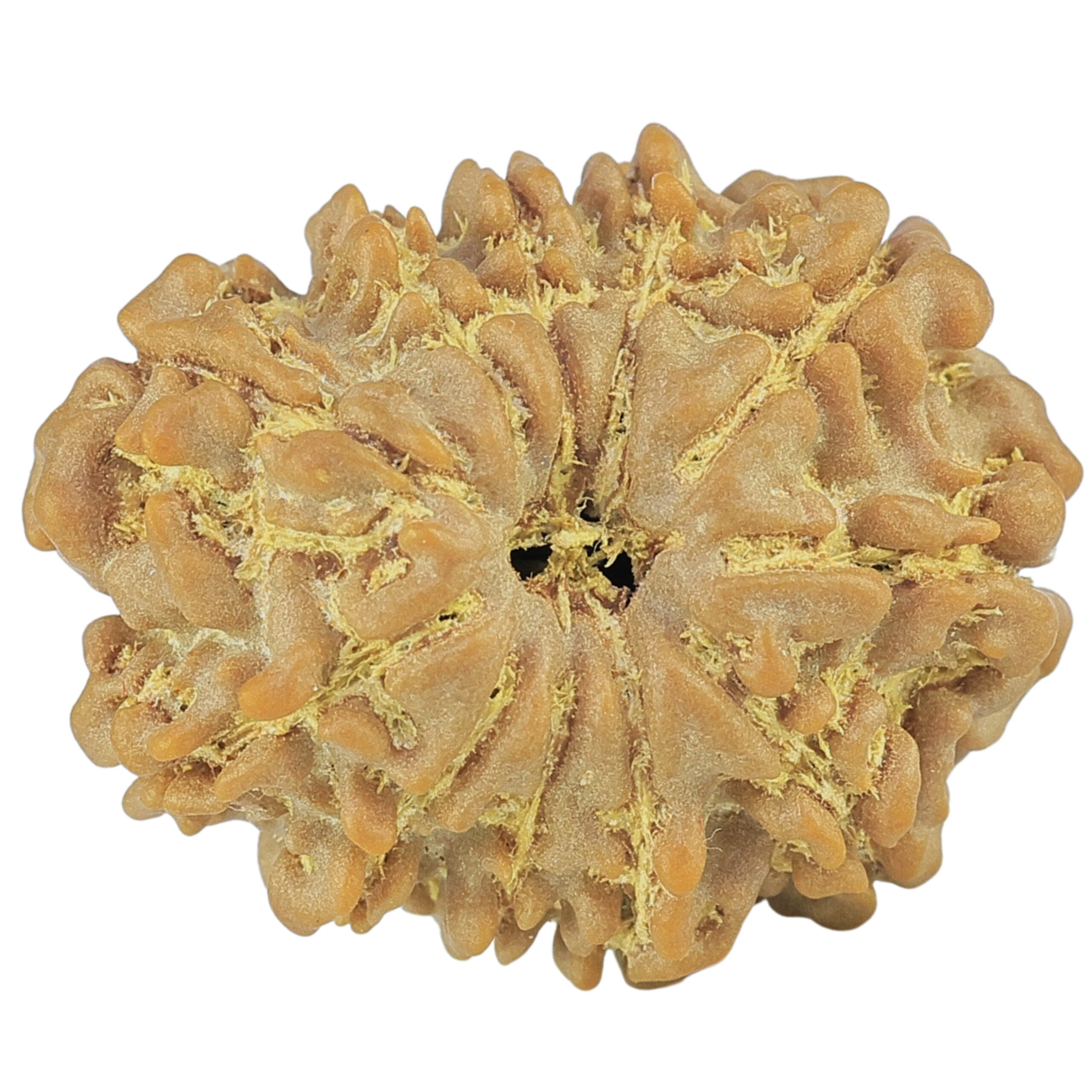 11 Mukhi Rudraksha 23.6mm 3.12gm - Rudraksha