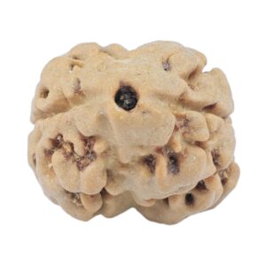 2 Mukhi Rudraksha 18.5mm 1.65gm - Rudraksha