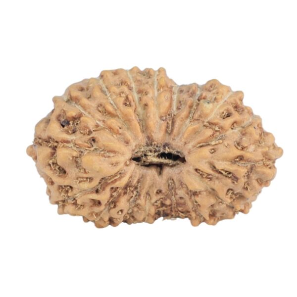 17 Mukhi Rudraksha 17.5mm 0.95gm - Rudraksha