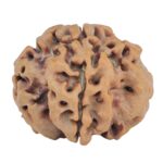 1MK(Underdeveloped) 23.3mm 3.94gm - Rudraksha