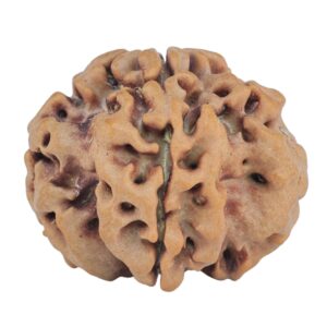 1MK(Underdeveloped) 23.3mm 3.94gm - Rudraksha