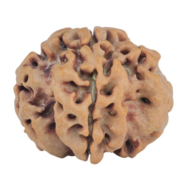 1MK(Underdeveloped) 23.3mm 3.94gm - Rudraksha