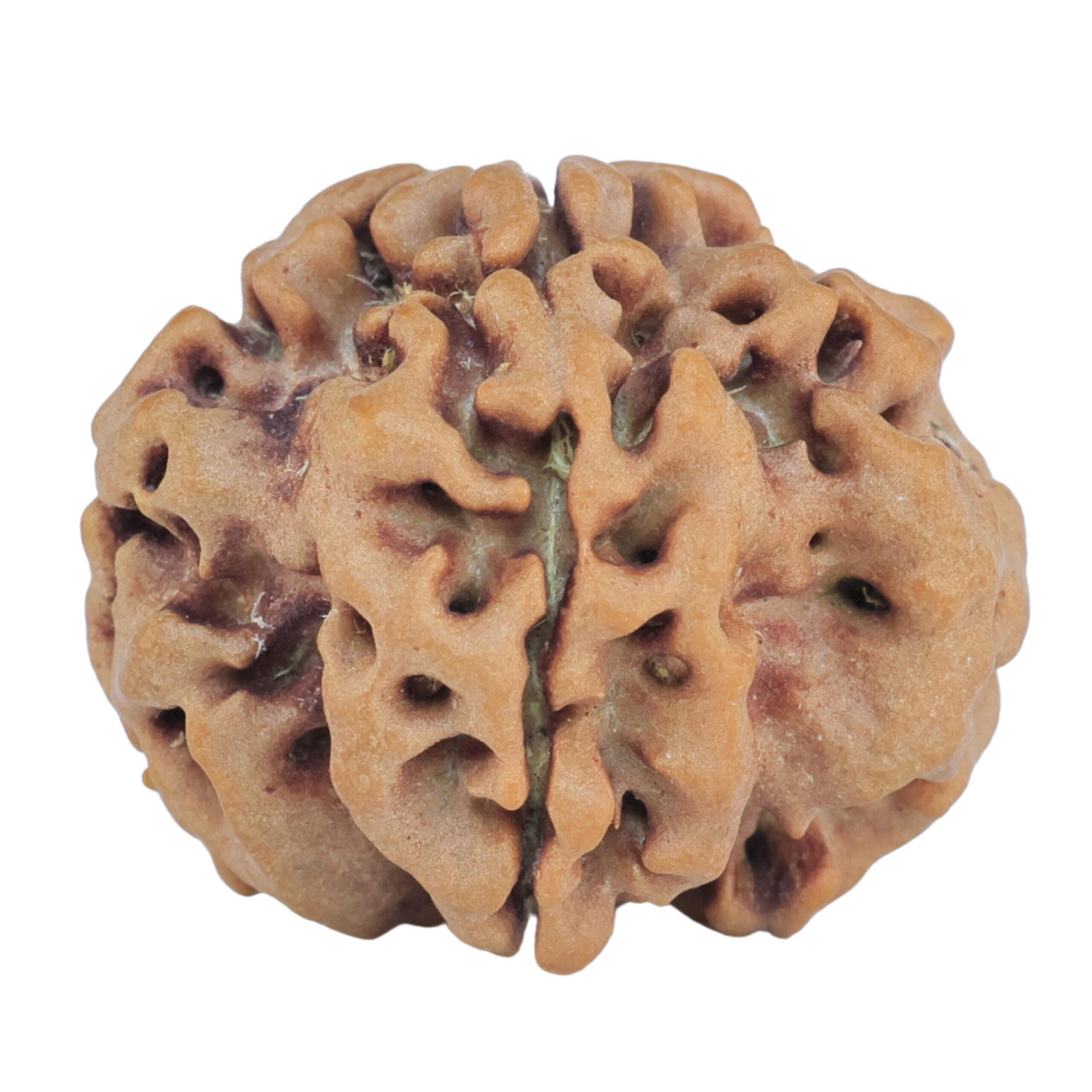 1MK(Underdeveloped) 23.3mm 3.94gm - Rudraksha