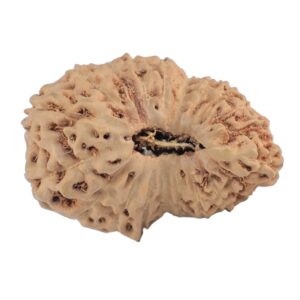 20 Mukhi Rudraksha 24mm 2.58gm - Rudraksha