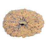 17 Mukhi Rudraksha 16.7mm 0.86gm - Rudraksha
