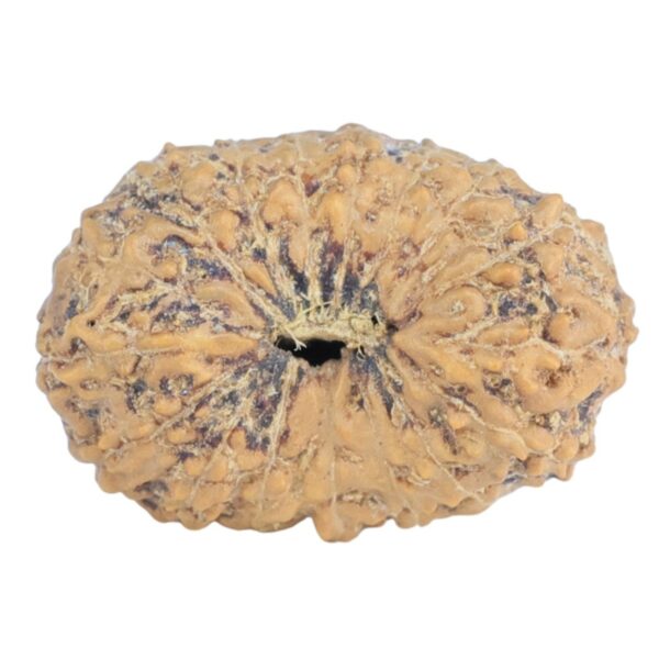 17 Mukhi Rudraksha 16.7mm 0.86gm - Rudraksha