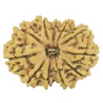 11 Mukhi Rudraksha 27mm 3.14gm - Rudraksha