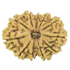 11 Mukhi Rudraksha 27mm 3.14gm - Rudraksha