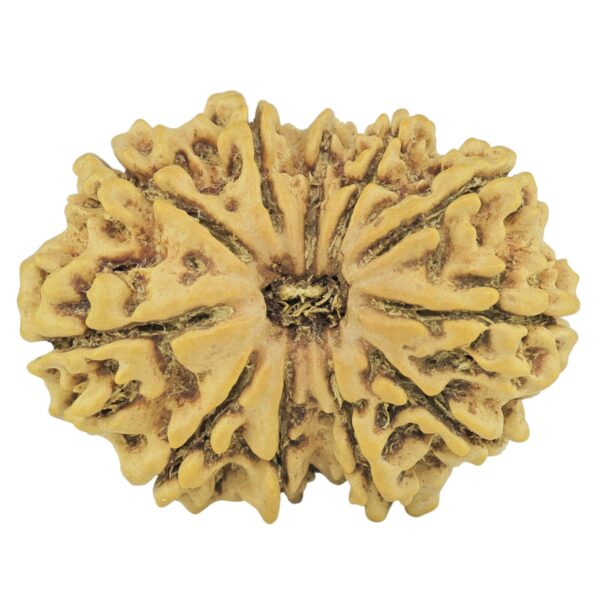 11 Mukhi Rudraksha 27mm 3.14gm - Rudraksha