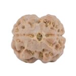 2 Mukhi Rudraksha 17.4mm 1.74gm - Rudraksha