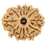 12 Mukhi Rudraksha 26.5mm 3.94gm - Rudraksha
