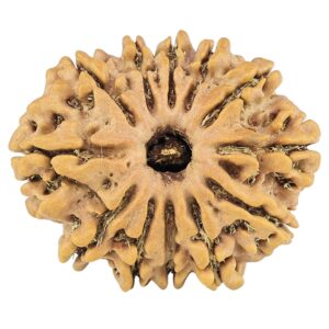 12 Mukhi Rudraksha 26.5mm 3.94gm - Rudraksha