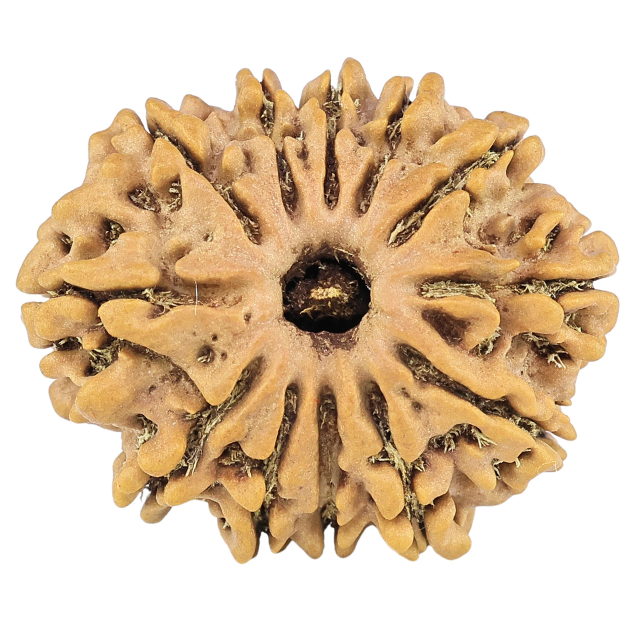 12 Mukhi Rudraksha 26.5mm 3.94gm - Rudraksha