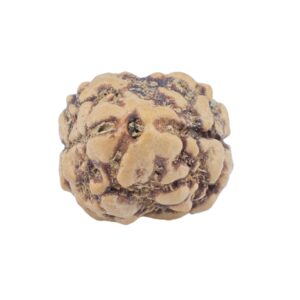 2 Mukhi Rudraksha 22mm 1.93gm - Rudraksha