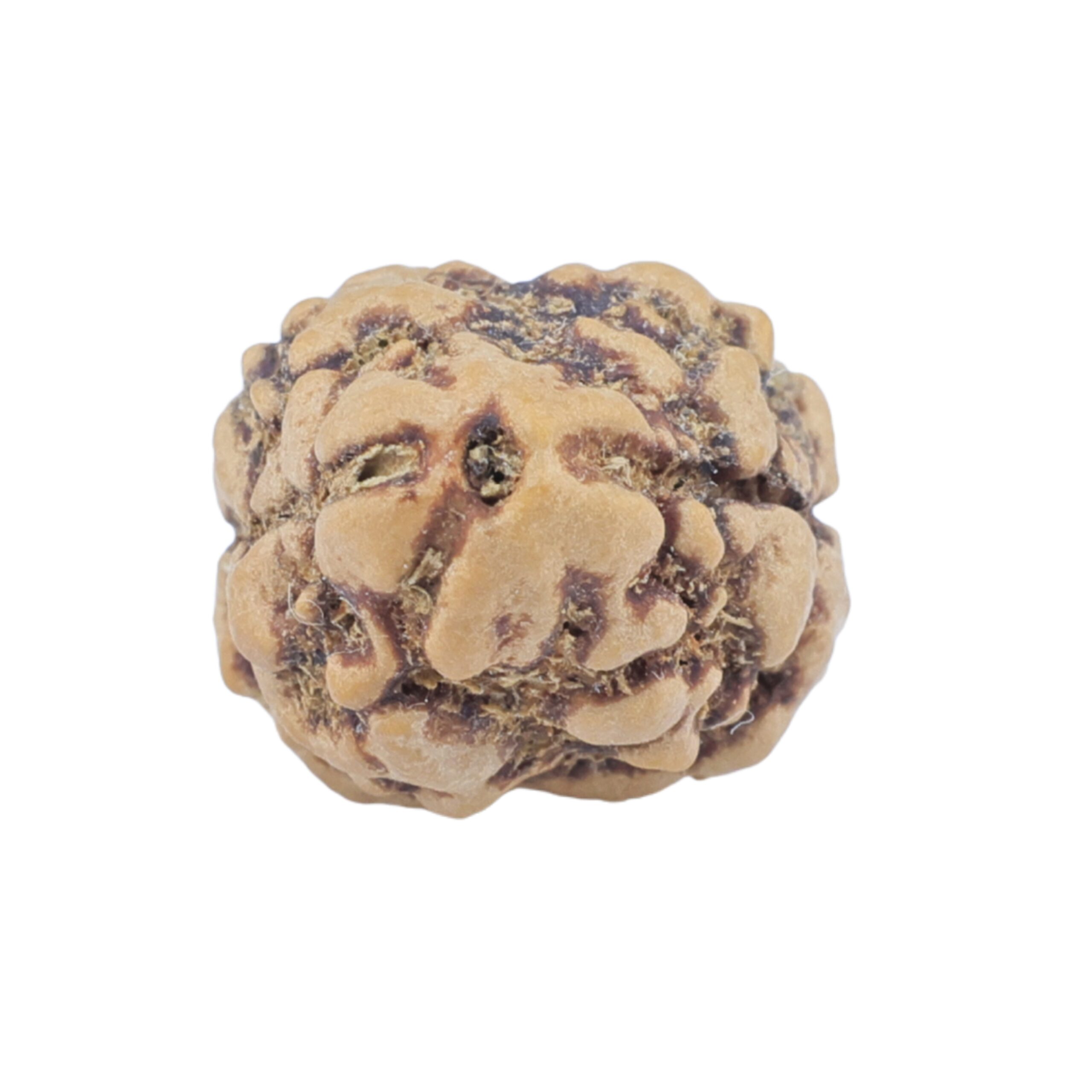 2 Mukhi Rudraksha 22mm 1.93gm - Rudraksha