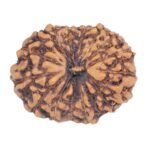 16 Mukhi Rudraksha 19.8mm 2gm - Rudraksha