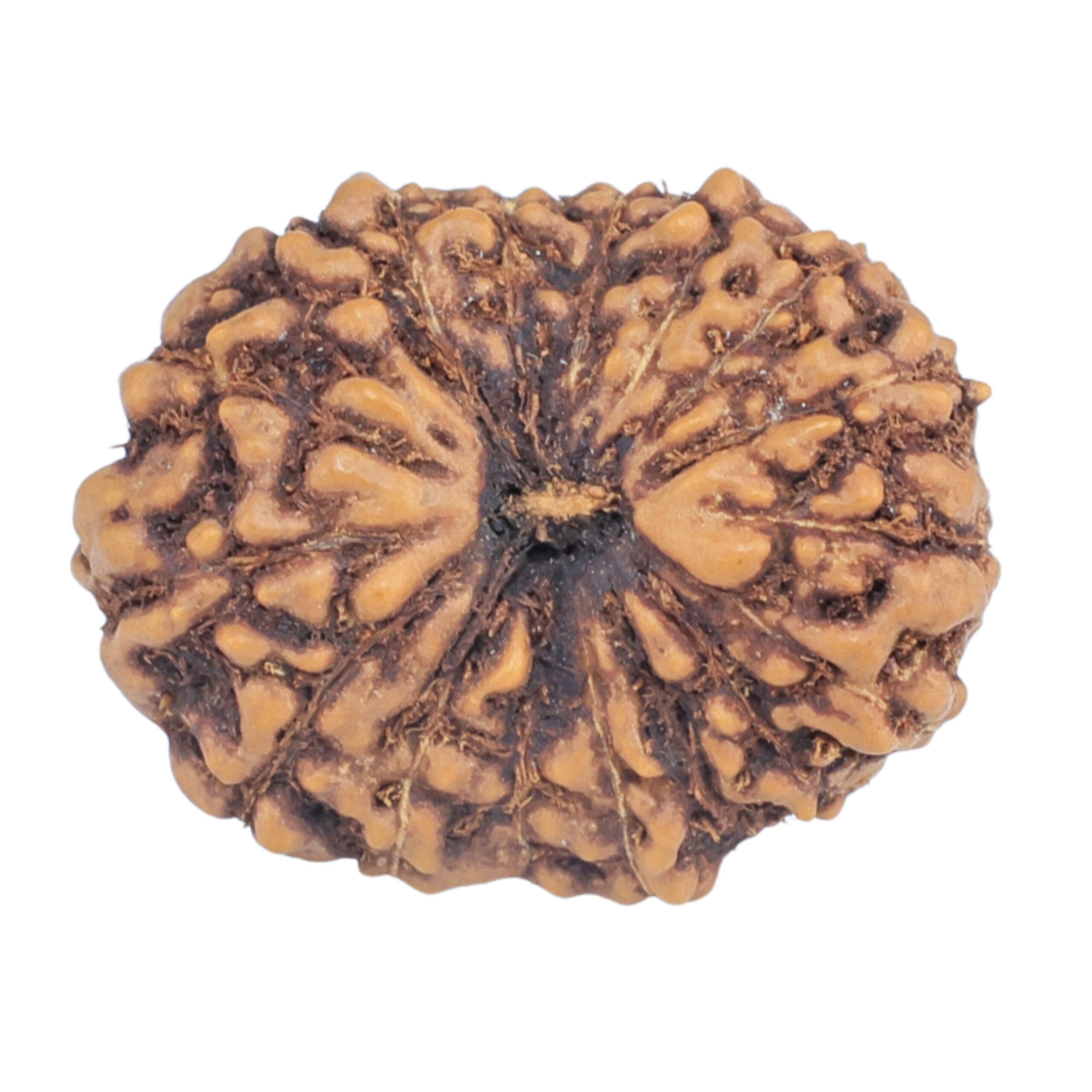 16 Mukhi Rudraksha 19.8mm 2gm - Rudraksha
