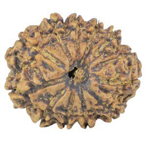 12 Mukhi Rudraksha 25.2mm 3.82gm - Rudraksha