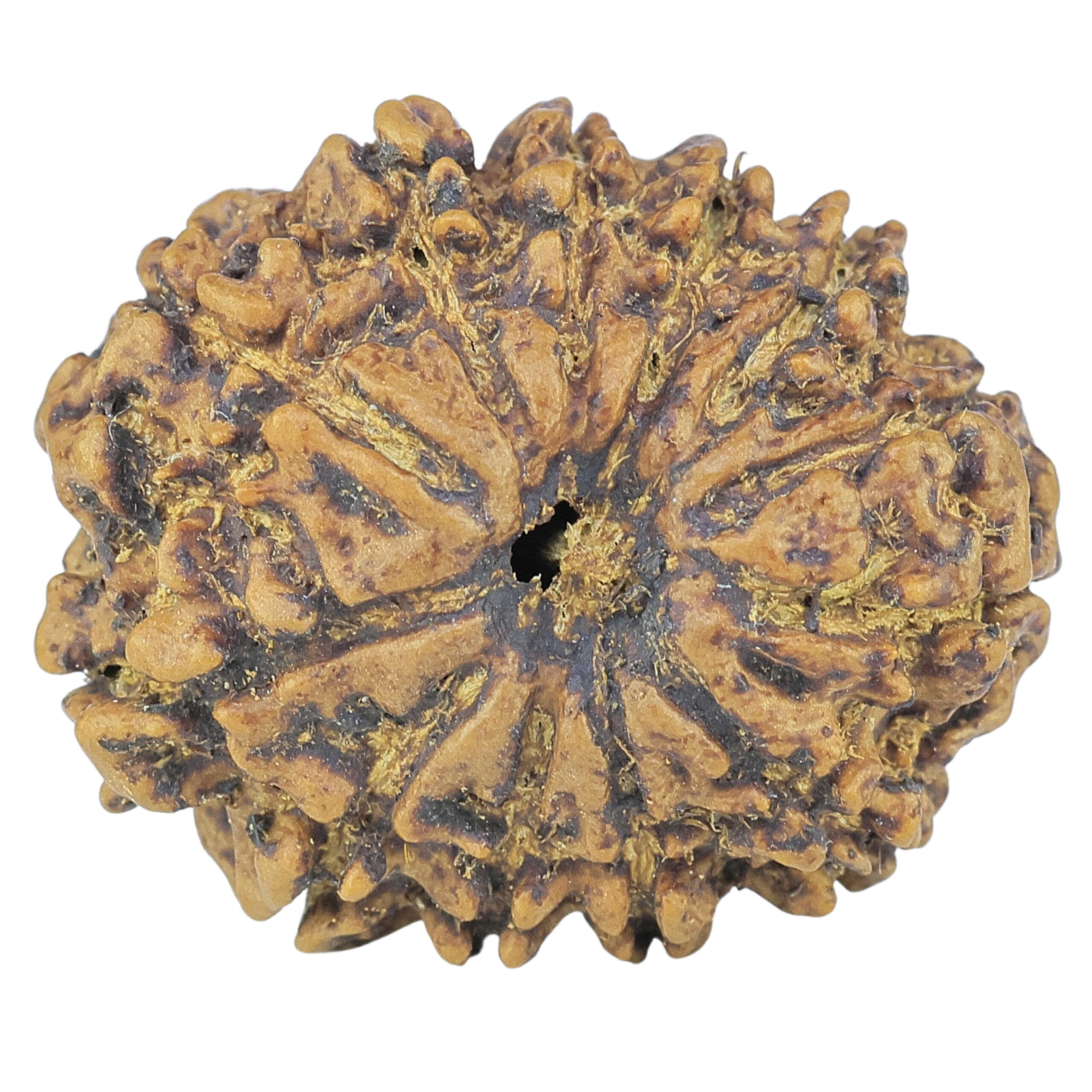 12 Mukhi Rudraksha 25.2mm 3.82gm - Rudraksha