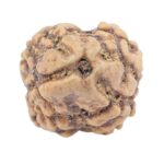 2 Mukhi Rudraksha 23.5mm 1.73gm - Origin: Nepal - Rudraksha