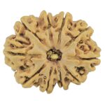 10 Mukhi Rudraksha 28.7mm 5.13gm - Rudraksha