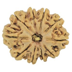 10 Mukhi Rudraksha 28.7mm 5.13gm - Rudraksha
