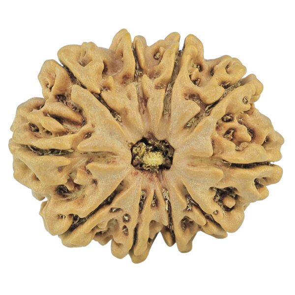 10 Mukhi Rudraksha 28.7mm 5.13gm - Rudraksha