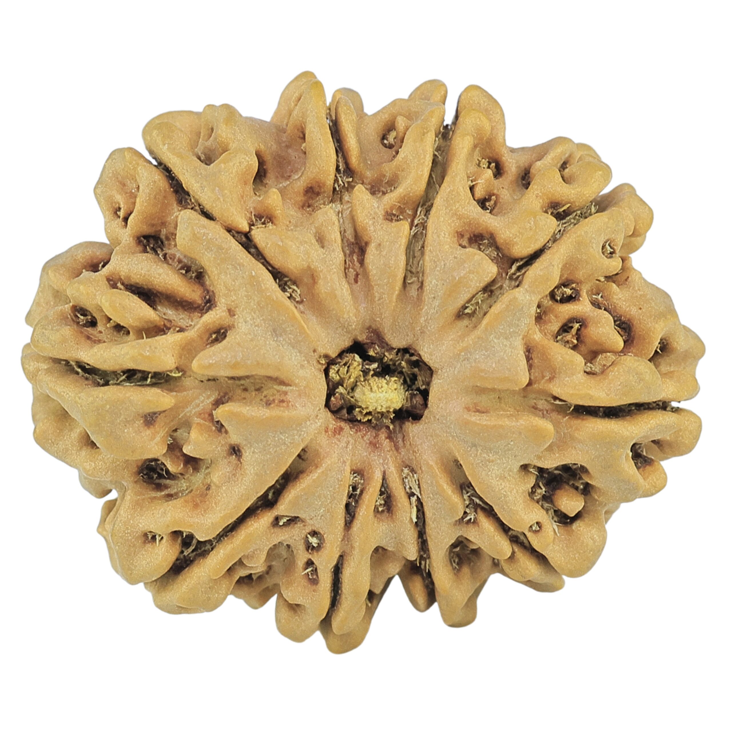 10 Mukhi Rudraksha 28.7mm 5.13gm - Rudraksha