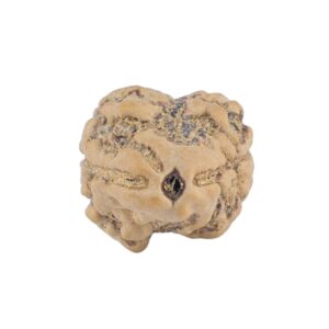 2 Mukhi Rudraksha 20.5mm 1.38gm - Rudraksha