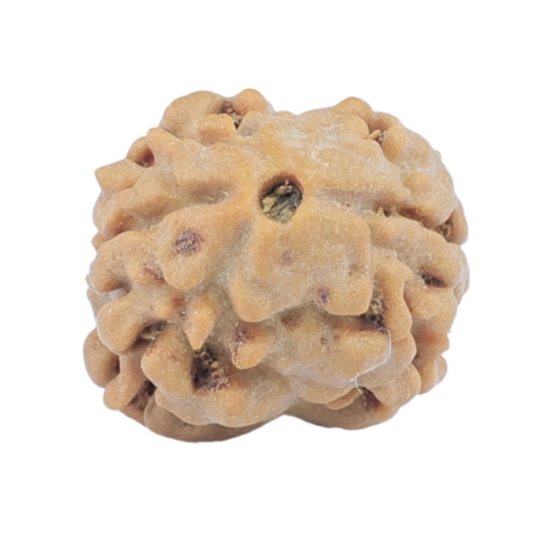 2 Mukhi Rudraksha 15.4mm 1.06gm - Rudraksha