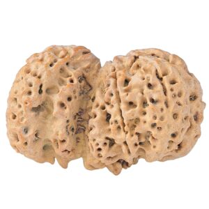 Sawar/Ganesh (5+1) 31.9mm 4gm - Rudraksha