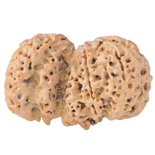 Sawar/Ganesh (5+1) 31.9mm 4gm - Rudraksha