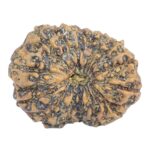 15 Mukhi Rudraksha 22.7mm 2.32gm - Rudraksha