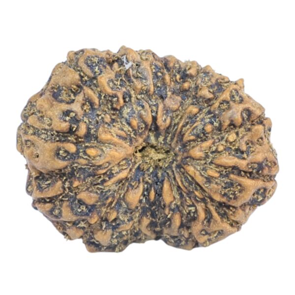 15 Mukhi Rudraksha 22.7mm 2.32gm - Rudraksha