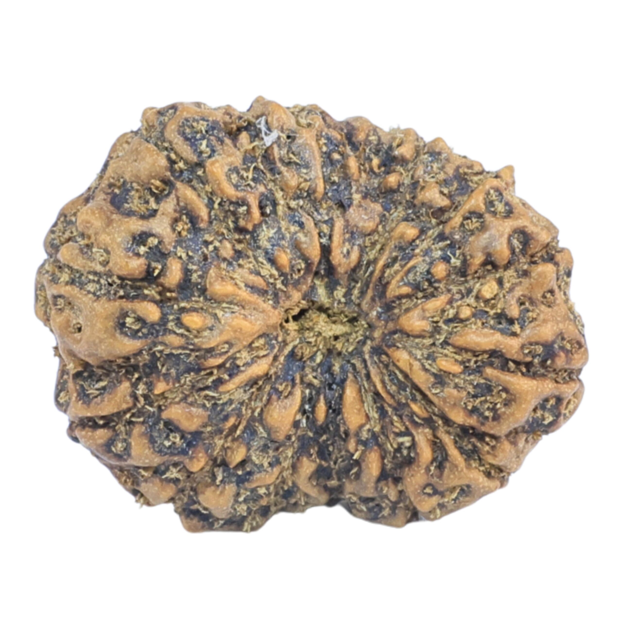 15 Mukhi Rudraksha 22.7mm 2.32gm - Rudraksha