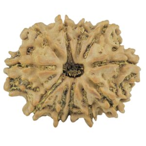 11 Mukhi Rudraksha 23.1mm 2.61gm - Rudraksha