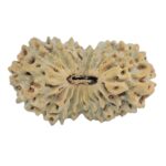 19 Mukhi Rudraksha 19.4mm 1gm - Rudraksha